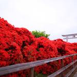 【長岡天満宮】風物詩 キリシマツツジは「鑑賞自粛」のお願い【京都花めぐり】