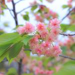 【京都花めぐり】希少種御衣黄桜と五智如来に癒される「五智山蓮華寺」