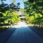 【2020京都風景】晩春に咲くシャクナゲと新緑の芽生え☆コロナ禍の閑散をよそに「南禅寺」