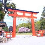 【上賀茂神社】美しい斎王桜と葵祭の神事について