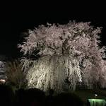 【保存版】京都厳選の名木！有名大学シンボルツリーから神社仏閣ご神木まで【７スポット】