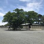 【京都名木めぐり】激動の歴史に寄り添った巨樹！市民憩いの場☆京都御苑「清水谷家の椋（むく）」