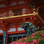 【京都花めぐり】美しい皐月と疫病退散の御朱印・茅の輪くぐり『八坂神社』【祇園】