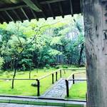 【京都お寺めぐり】梅雨シーズン☆苔＆新緑の絶景スポット！拝観休止中の大徳寺塔頭「高桐院」