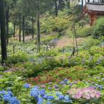 【京都観光】初夏の京都、色とりどりの紫陽花を見に行こう『三室戸寺』
