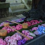 花手水と5000株の紫陽花に癒される「柳谷観音」あじさいウィーク【京都花めぐり】