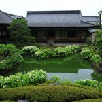 【特別拝観】半夏生と苔が美しい。雨が似合う庭園が見どころ「建仁寺両足院」