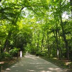 暑い日は清涼を求めて、世界遺産『下鴨神社』へ