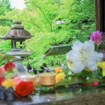 花に癒される、魅力いっぱいの東福寺塔頭『天得院』『勝林寺』【京都花めぐり】