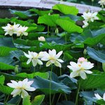 【京都花めぐり】神秘的な花、蓮が可憐に咲いていました「東福寺三門」