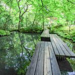 【京都青もみじ】見て撮って癒される美しい緑の庭園「南禅寺　天授庵」