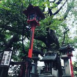 【京都神社めぐり】NHK大河ドラマで一躍有名に！伐採すると祟る御神木☆平清盛ゆかり「若一神社」