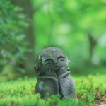 【京都青もみじ】青もみじと水琴窟に癒される『圓光寺』