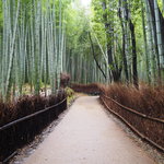 早起きしてでも独り占めしたい景色！嵐山観光では外せない『竹林の小径』