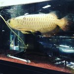 【京都伏見】観魚ならおまかせ！豊富な知識と経験で親切対応☆知る人ぞ知る名店「中村観魚園」