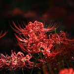 【八幡市】八幡の巾着田？！秘かに人気の彼岸花スポット「若宮八幡宮」【京都花めぐり】
