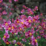 【京都花めぐり】多種の秋明菊が楽しめる名所「善峯寺」【大原野エリア】