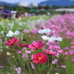 【コスモス】関西最大級！800万本のコスモスが咲き誇る『亀岡夢コスモス園』【京都花めぐり】
