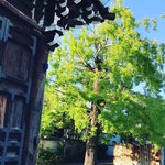 【2020京都紅葉最新】黄金の大銀杏スポット☆豊臣秀吉や俵屋宗達ゆかり「頂妙寺」