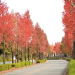 【京都紅葉2020】じわじわと人気♪秋の絶景「桂坂のモミジバフウ」