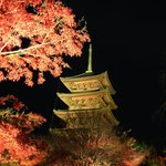 【紅葉ライトアップ】秋の絶景！境内ライトアップ開催中『東寺』