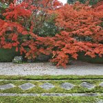 【京都紅葉2020】真っ赤な紅葉がお出迎え♪紅葉の人気スポット『南禅寺天授庵』