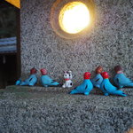 たくさんの可愛い鳩に出会える『三宅八幡宮』