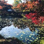 【2020京都紅葉最新】洛西の穴場スポット見頃！睡蓮池に浮かぶ赤もみじ「大原野神社」