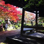 【2020京都紅葉最新】洛西の通称『花の寺』☆竹林奥の参道の穴場寺院「勝持寺」