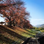 【2020京都紅葉最新】春だけじゃない絶景！京都屈指の桜並木トンネル「背割堤」