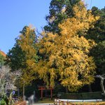 【京都紅葉2020】黄色いじゅうたんと壮大な大銀杏、源氏物語ゆかりの神社「岩戸落葉神社」