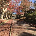 【2020京都紅葉最新】JR東海のCMにも登場した絶景の赤絨毯でおなじみ「毘沙門堂」