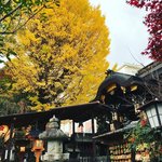 【2020京都紅葉最新】圧巻！御所西の穴場大銀杏☆POPな学問の神様も「菅原院天満宮」