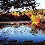 【2020京都紅葉最新】まさに見頃の枯山水石庭！回遊式庭園の絶景☆世界遺産「龍安寺」