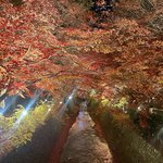 【京都紅葉】約350本！色とりどりの紅葉に包まれる『北野天満宮・もみじ苑』