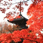 【京都紅葉2020】毎年紅い紅葉が楽しめる紅葉名所「真正極楽寺 真如堂」