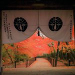 【京都紅葉2020】一度は眺めてみたい門越しの風景がある紅葉名所。長岡京市「光明寺」