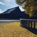 【2020京都紅葉】今シーズンラストの輝き☆名残りの黄金イチョウじゅうたん「西本願寺」