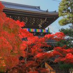 【京都紅葉2020】壮大な山門と紅葉、アフロ大仏様にもお会い出来ます♪「金戒光明寺」／隠れた紅葉の名所「栄摂院」