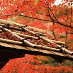 【京都紅葉2020】小倉百人一首の生誕の地と伝わる静かなる紅葉名所「厭離庵（えんりあん）」