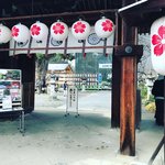 【京都初詣】京都屈指の桜の名所！寒桜開花＆拝殿復興間近「平野神社」