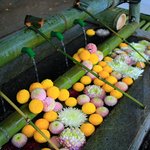 【迎春】菊の手水に癒され、気持ちも新たに「水無瀬神宮」