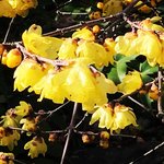 【京都の花】春を告げる黄色い『蝋梅（ろうばい）』が咲きほころぶ「大蓮寺」