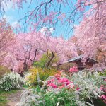 【京都 桜の名所】まるで桜の桃源郷。地元民に愛される“原谷苑”とは？