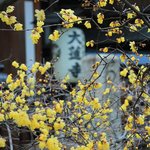 【京都花めぐり】思わず振り返る甘い香りに癒される　蝋梅(ろうばい)が楽しめる寺院二選