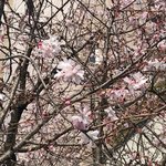 【京都ぶらり】早咲き『御池桜』彩る浄土真宗開祖親鸞の涅槃の地「見真大師遷化旧跡」