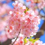 【京都の桜】京都の春はすぐそこに…「一条戻橋」の河津桜
