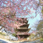 【京都桜2021】美しき東寺五重塔と河津桜のコラボ【京都花めぐり】