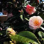 【京都花】天然記念物『五色八重散椿』が見頃☆椿寺の異名をもつ「地蔵院」
