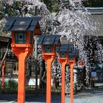 【京都桜2021】早咲きの桜が咲き誇る 平野神社・京都御苑・上品蓮台寺【京都花めぐり】